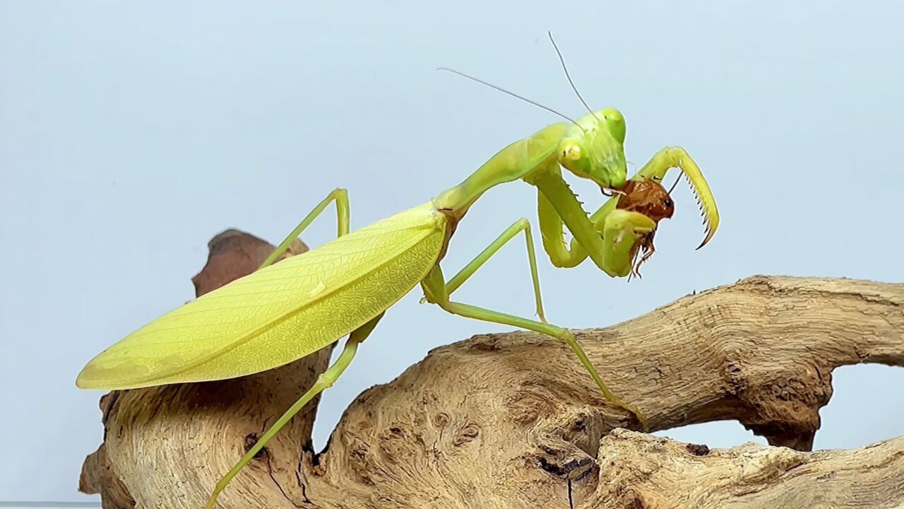 漂亮的螳螂吃东西 优雅与美丽 螳螂喂食 #螳螂 #昆虫 #捕食