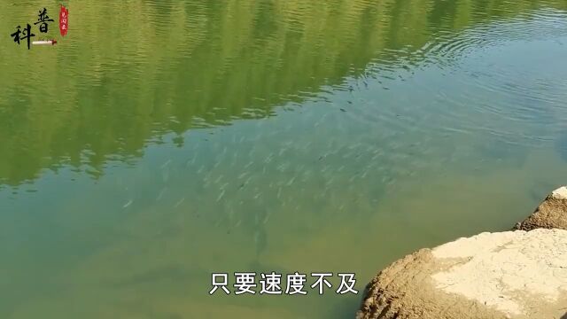 湖南水库惊现“水中巨鱼”,万条大鱼被吃光,村民愤怒抽水捕真凶#鳡鱼#科普#知识分享#生活 3