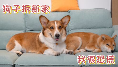我很恐慌,狗子会拆了新家_高清1080P在线观看平台_腾讯视频