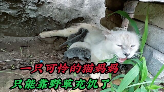 一只伟大的猫妈妈,为了孩子可以不顾一切