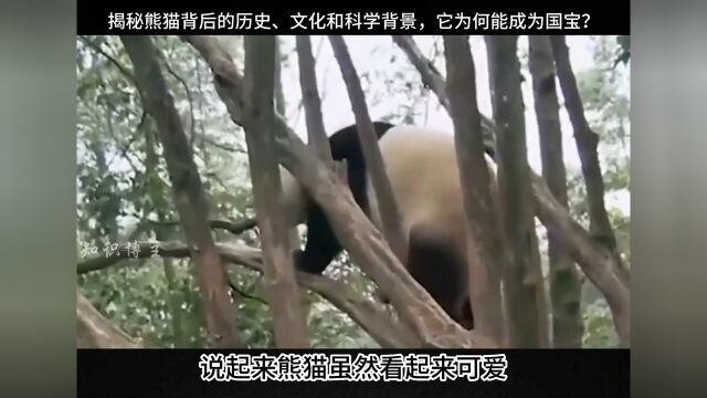 揭秘熊猫背后的历史、文化和科学背景,它为何能成为国宝?