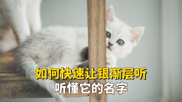 如何教银渐层快速听懂它的名字,新手铲屎官必看!