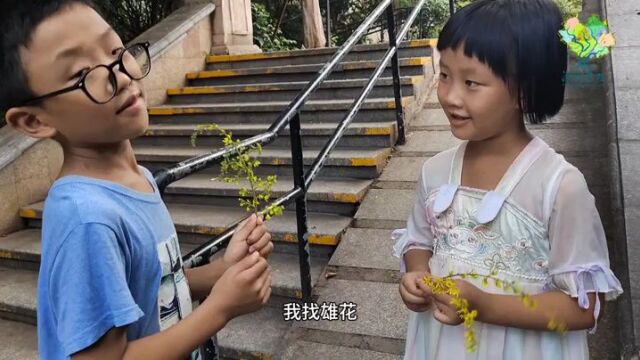 小小物候推荐官之处暑节气:你那里的斑地锦开花了吗