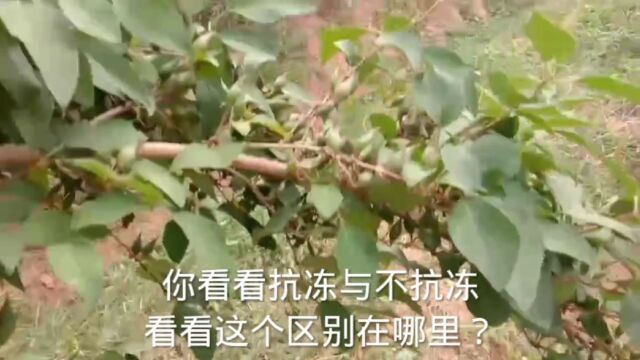 涉县老陈在北脑坡上栽的300市连翘中发现几个抗冻品种?稀罕少见