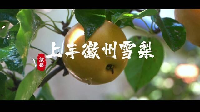 上丰徽州雪梨成熟啦!欢迎大家来品尝#我为家乡农产品代言 #大山里的原生态 #原生态水果 #秋月梨