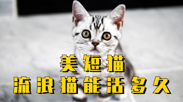 美短猫流浪猫一般能活多久?铲屎官你知道吗?