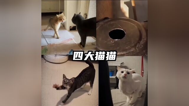 四大猫猫搞笑视频