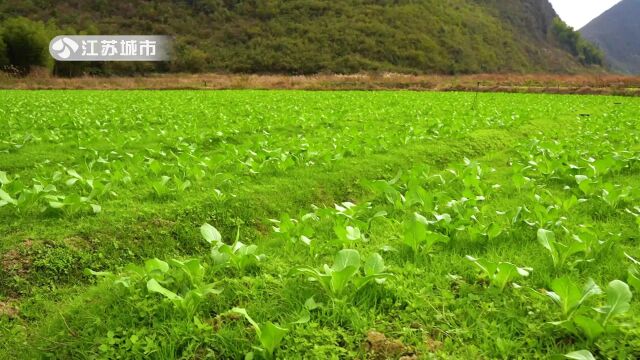 江苏直通车发布江苏电视台播出——南京顺九发农业生态科技发展有限公司