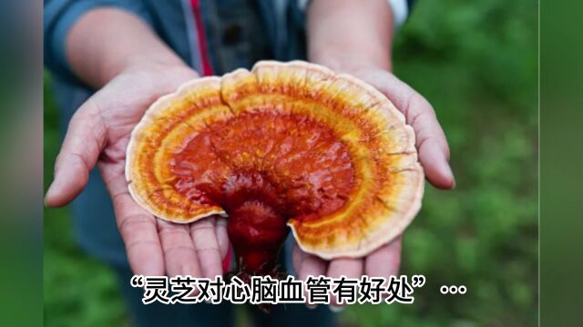 灵芝的正确吃法与用量,灵芝应该怎样吃才能好吸收?