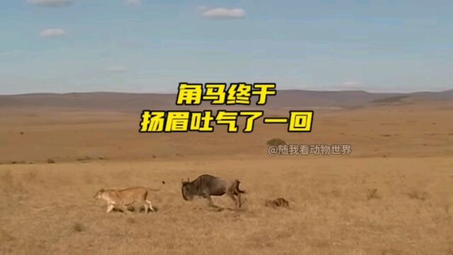 角马终于扬眉吐气了一回