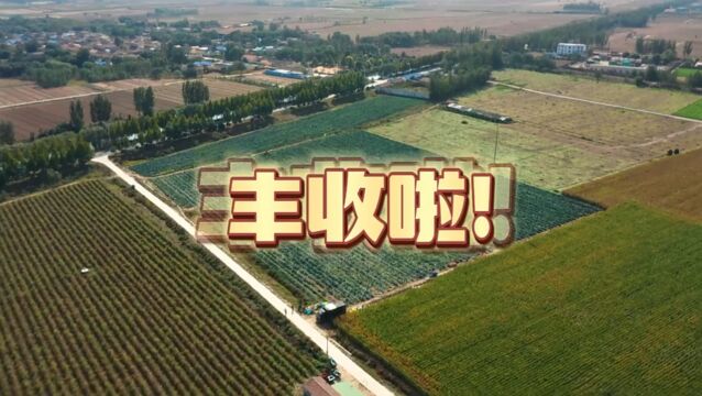 德州禹城市辛店镇大秦村:种下西蓝花 开出“致富花”