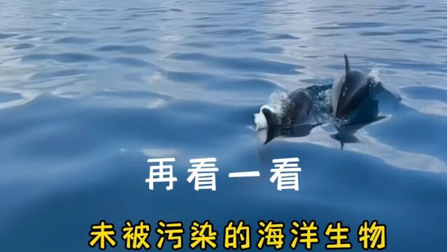 再看一看未被污染的海洋生物