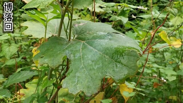 这种植物因其茎干吹奏声音像古代拓跋鲜卑的一种乐器,因而得名博落回.博落回有大毒,注意不可入口.