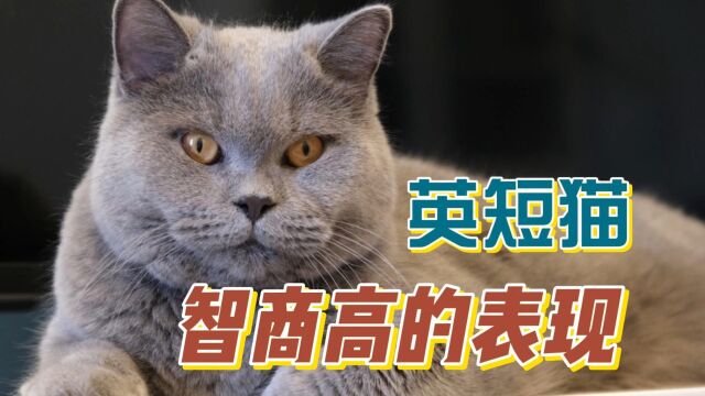 英短猫智商高的表现,你家猫主子中了几个?