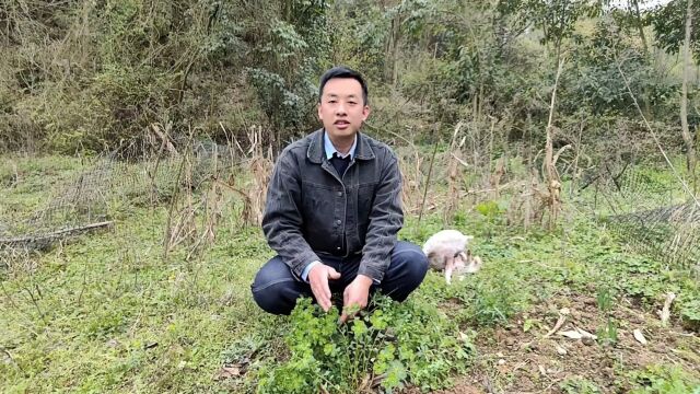 这种植物遇到了一定要小心,它的汁液有毒,是一种很古老的本草#野生植物