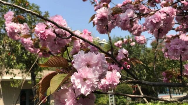 咏百花(05)碧桃花