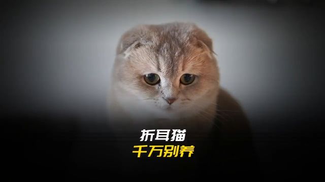 看完后答应我,千万别养折耳猫,它是最令人心痛的猫品种.折耳猫知识科普养猫