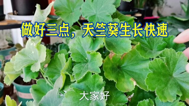 做好三点,天竺葵生长快速