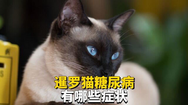 暹罗猫患上糖尿病会有哪些征兆?这4个症状很明显!