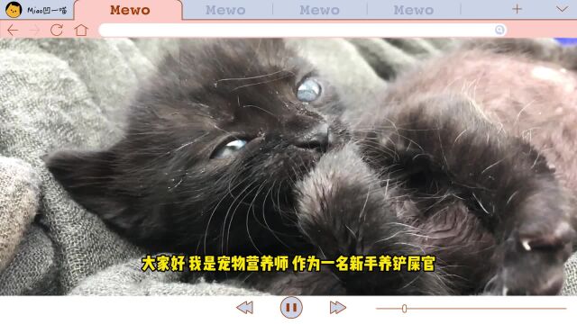  2024年十大放心猫罐头有哪些?分享2024年10款放心猫罐头品牌