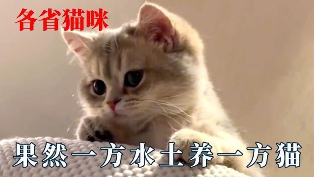 果然是一方水土养一方猫!新疆小猫咪跳新疆舞,湖南猫生吃辣椒