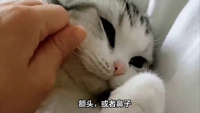 猫咪爱你的8种方式,你知道几个?