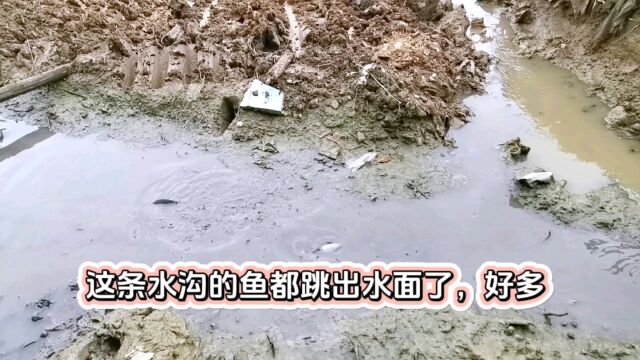 水沟里的鱼都跳出水面了,好多