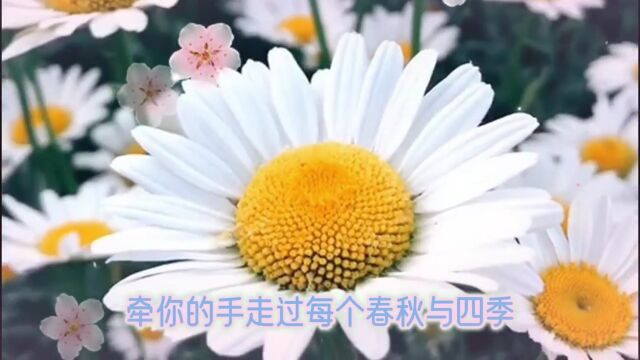 经典情感老歌