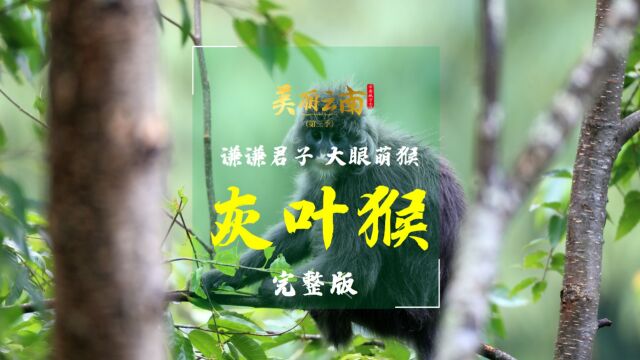 谦谦君子 大眼萌猴——云南旗舰物种:灰叶猴 |《美丽云南》(第三季)