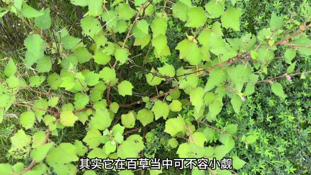 农村不起眼的“止痒克星”,才知道它用途却相当厉,害赶紧认识下