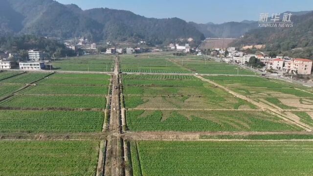 湖南衡阳县:彩色油菜移栽忙 静待花开好“丰”景