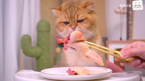 猫咪吃鸡翅包肉，肉上加肉，快乐加倍！