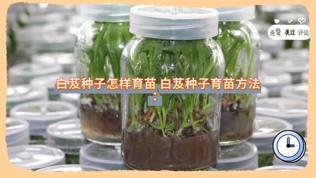 白芨种子怎样育苗 ?