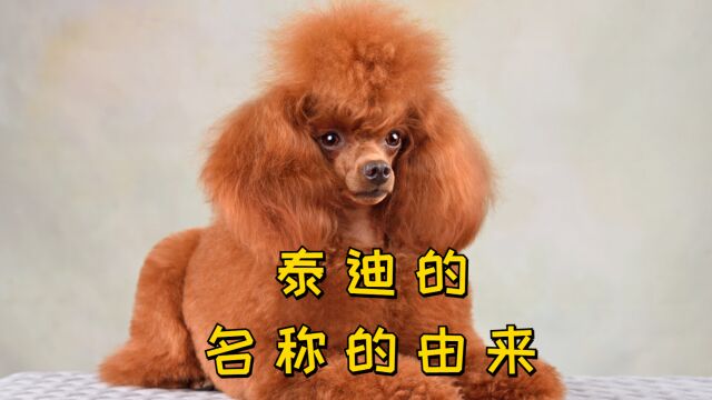 泰迪犬的历史与起源:了解这个可爱的品种