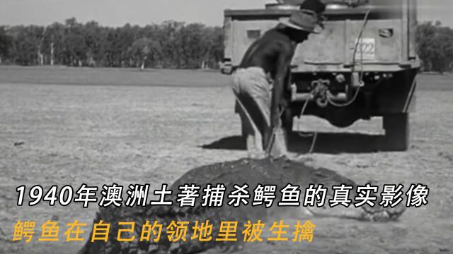 1940年澳洲土著捕杀鳄鱼的真实影像:鳄鱼在自己的领地里被生擒