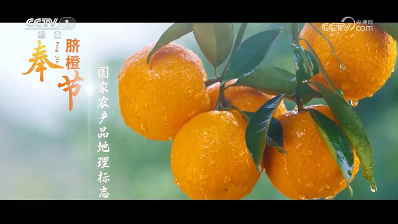 中央台农产品广告欣赏--奉节脐橙