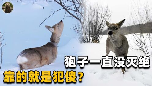 傻狍子眼里没有坏人?清澈又愚蠢的它们,如何被人类杀到濒危?_高清1080P在线观看平台_腾讯视频