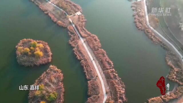 千城百县看中国丨山东嘉祥:冬日湿地 处处皆景