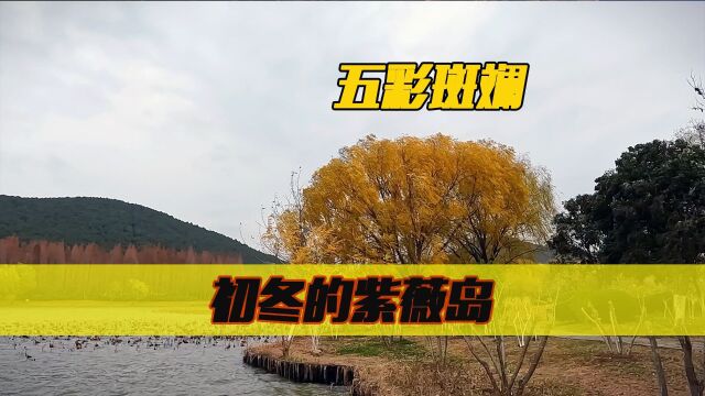 徐州云龙湖紫薇岛,柳叶金黄,尽显初冬之美