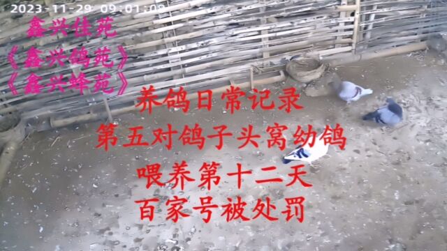 第五对鸽子头窝幼鸽喂养第十二天百家号被处罚