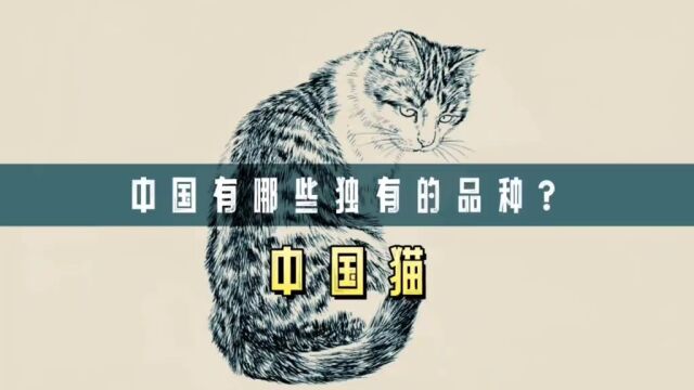 中国有哪些独有的猫咪品种?