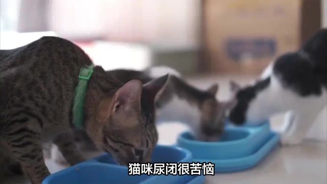 七个步骤带你解决猫咪尿闭问题