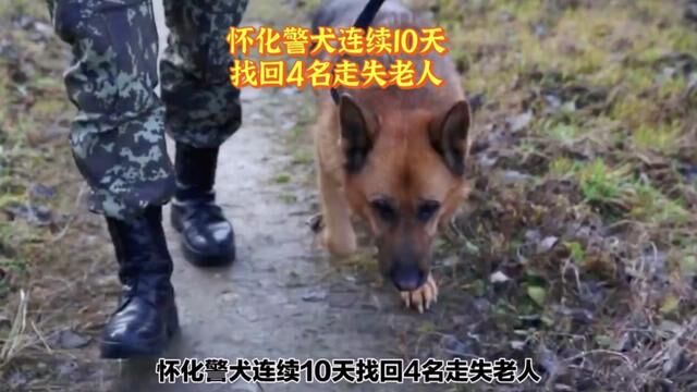 怀化警犬连续10天找回多名走失老人,为警犬点赞加鸡腿! #警犬 #搜救犬 #警民一家亲 #社会百态