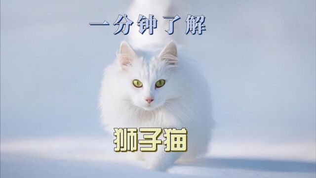 狮子猫:酷似狮子的猫咪,温顺活泼的毛孩子