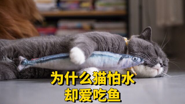 猫咪怕水却很爱吃鱼的原因,你知道吗?