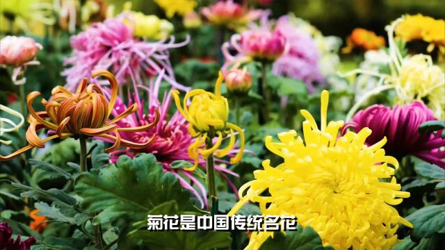 菊花的特点和品质介绍