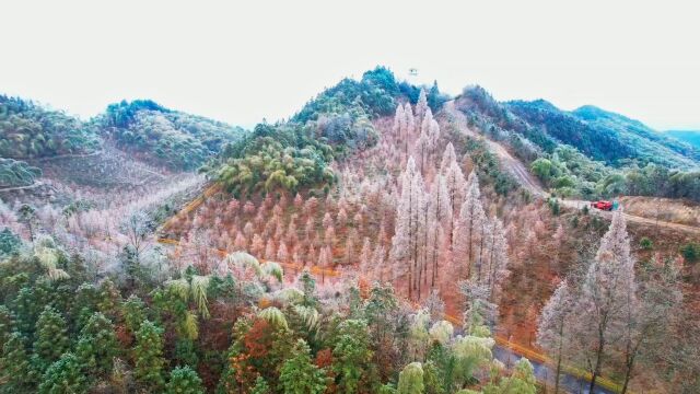 走进怀化帽子坡水杉林,红中带着白,一山苍翠亦染凇