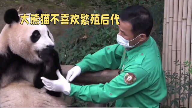 大熊猫为什么不喜欢繁殖后代