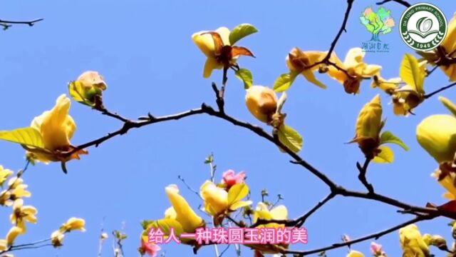 小小物候推荐官之冬至节气:山间蜡梅开,人间冬至到