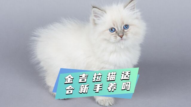 金吉拉猫适合新手养吗?了解完再决定